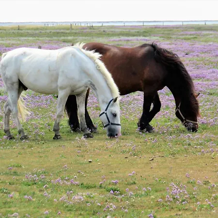 Haus Delft Elisa * جويست