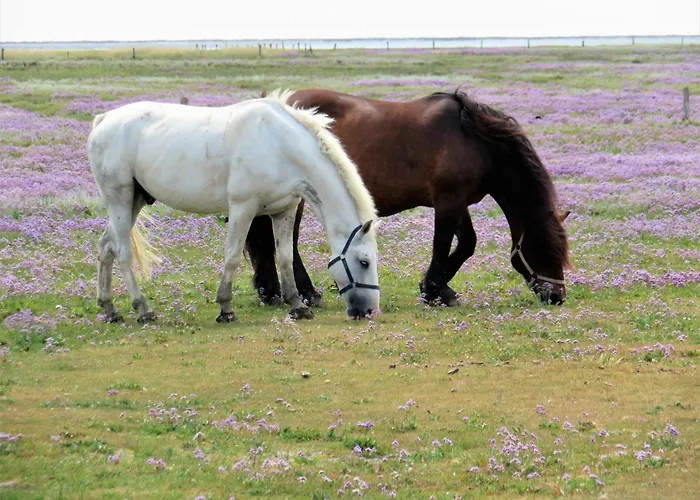 Haus Delft Elisa * ユイスト